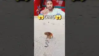 Monkey Vs Cobra #viral #youtubeshorts #allah #shortsfeed #shorts