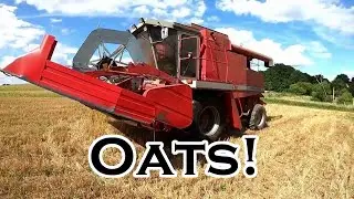 Уборка овса с помощью Oliver 2255 и Massey 8570