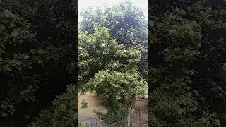 الھم صل علی محمد و علی آل محمد