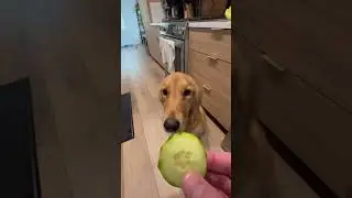 Cali Tries Cucumber! #puppy #dog #cute #goldenretriever #shorts #eating #cucumber