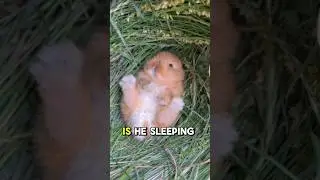 😴😴rabbit sleeping | Do rabbits SLEEP EYES OPEN #shorts #rabbit  #sleep