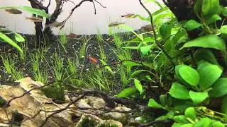 Ruby Tetra?