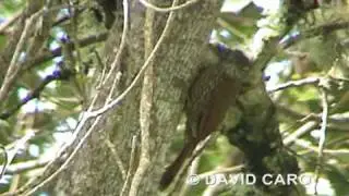 Montane Woodcreeper, Trepatroncos Monta&ntilde;ero (Lepidocolaptes lacrymiger)