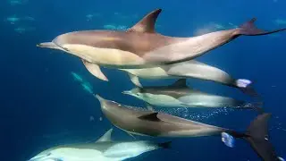 Sardine Run 2025 - Common Dolphin Super Pod (uncut with audio)