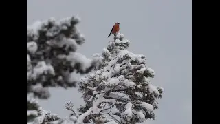Wintervögel für Kinder (Teil 1, Im Wald)