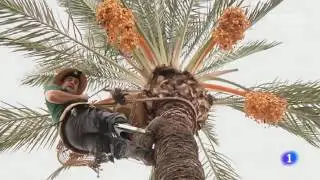 Recolección del dátil en Elche (España) by TodoPalmera.com
