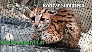Bobcat Sumatera/Asian Leopard Cat Indonesia Feeding