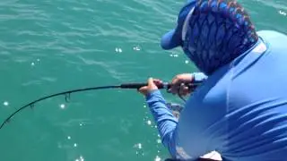 Goliath Grouper Eats Shark