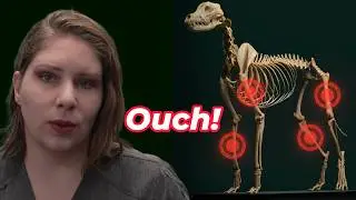 Почему мой щенок хромает? Паностеит 101