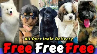 Free Adoption *samoyed Labrador GermanShepherd Rottweiler GreatDane pug* Labrador for free adoption