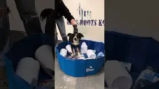 Building Puppy Confidence: Transforming Fear with a Kiddie Pool and Clicker Training!