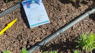 Sowing King Richard Leeks