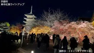 20251205東寺紅葉ライトアップ