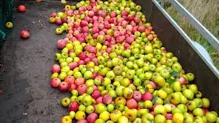 De Waardhoff fruitoogst appelstroop 2019