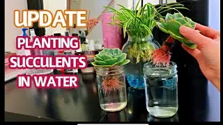 #182 PLANTING SUCCULENTS IN WATER | Update video #150 | Trồng sen đ&aacute; trong nước | Nh&acirc;n giống sen đ&aacute;