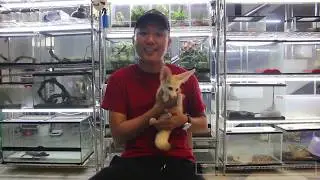 Fennec Fox.. Si Pencuri Kecil yang Imut!!!