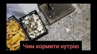 Денний раціон наших нутрій