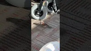 What is this bird doing in the airport?! #shorts #fyp #airport #flight #bird #sparrow #plane #travel