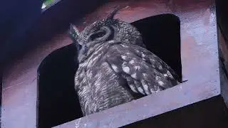 &ldquo;The Beauty of a Spotted Eagle Owl  Rare 5 Minute Close Up&rdquo;