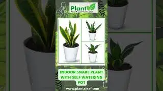 INDOOR SNAKE PLANT WITH SELF WATERING POT| Buy Live Plants Online | Plant A Leaf #shorts #plantaleaf