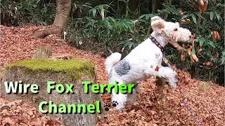 Wire fox terrier playing with fallen leaves