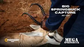 HUGE SPRINGBUCK NETGUN Capture from a Helicopter! - Mega Springbuck Experience South Africa