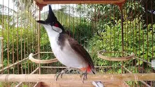 Luyện chim chào mào hót mỗi ngày