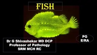 FISH   Fluorescent in situ hybridisation MD Pathology Theory  Technical topic University  Question