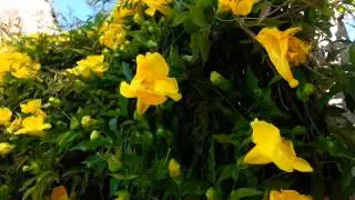 Cat's Claw Vine Flowers - Macfadyena unguis cati - Uncaria tomentosaHD 02
