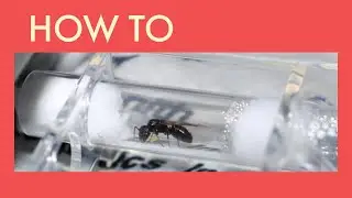 Queen Ant Test Tube Set up Tutorial