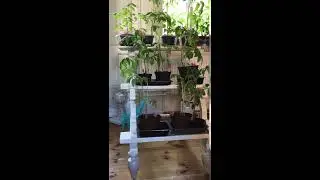 Tomatplanter