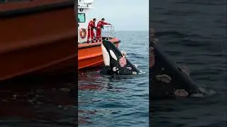 Brave Rescuers Attempt To Save Wounded Orca 🛥️#rescue #orca