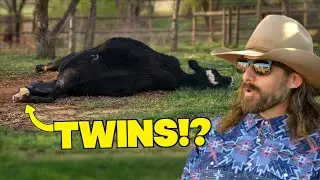 CALVING Caught On Camera at Radiator Ranch!