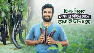 ফিল্ড লিডার বেগুনের চাহিদা দেখে অবাক উদ্যোক্তা | ফিল্ড লিডার হাইব্রিড বেগুন