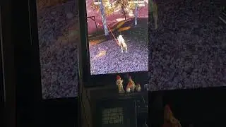 Mood #shorts #gaming #goatsimulator #glitch #videogameglitches