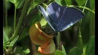 Le plus grand Azur&eacute; (Iolana iolas) et le baguenaudier, une relation particuli&egrave;re