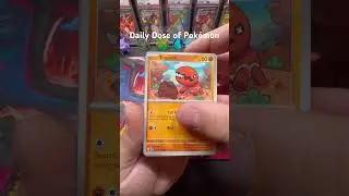 ⚡Daily Dose of Pok&eacute;mon - SURGING SPARKS PACK OPENING &ndash; Hunting the PIKACHU EX GRAIL! 🐭💥✨