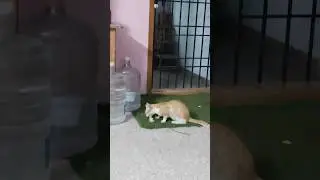 #animals #dog #cute #monkey #cat #animalsbeauty