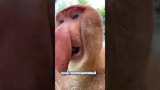 Самые безумные обезьяньи крики