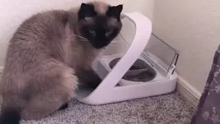 The Best Cat Feeder! Keeping Dog and Fat Cat Out Of Food!