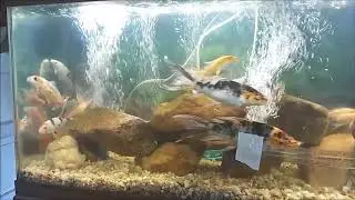 Raised Wooden Koi Pond and Overcrowded Aquarium