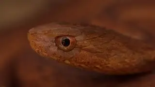 Mock Viper Snake: Hong Kong Snakes