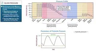 Blood Pressure - Physiology