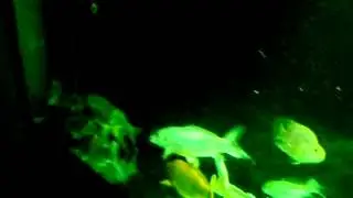 Luce l'avvertimento del LED - Offerte da Luce l'avvertimento del LED Fabbricanti