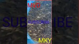 Fish agar dek liya hai #tricks #Fish #shorts