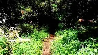 Heritage Grove Trail in San Mateo County very nice #HikingCam #JesusSaves #PrayersForAll