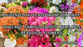 🛑 Thailand variety 🔥 available wholesale price beautiful flowering plant available All india home 🏠