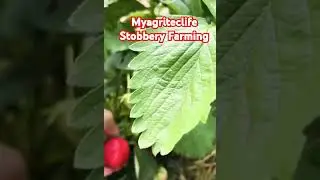 Strawberry Farming #myagriteclife