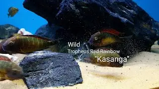 Wild Tropheus Red Rainbow 