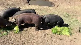 Redefining Pig Feed: The Organic Barley Fodder Revolution | Sprouting Gear